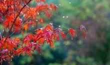 描写秋雨的诗句