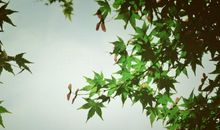 形容初夏的优美句子