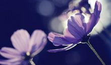 关于誓言的唯美句子大全