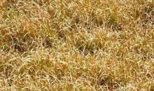 描写秋天小草的句子