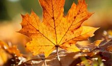 描写秋天落叶的诗句