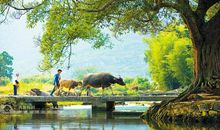 描写乡村的句子