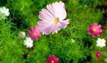 描写百花盛开的诗句