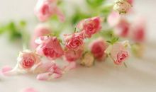 清明节感恩死去的人的句子