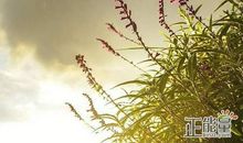 形容不想长大的句子