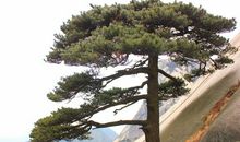 关于松树的座右铭