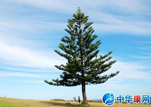 以下是松树的座右铭