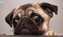 搞笑逗比的句子 史上最逗比的搞笑说说