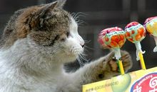 经典幽默语句:说好了一起白头,你却偷偷h了油