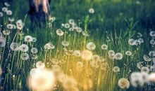 关于蒲公英的优美句子