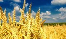 描写秋天丰收的句子