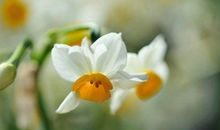 客户天气降温短信问候语