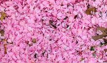 点赞最高的古风说说 适合发空间的古风句子