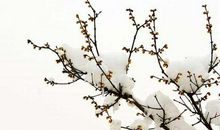 二十四节气小雪的诗句、配图