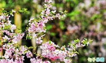 仓央嘉措唯美情诗 仓央嘉措最有名的情诗