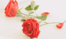 描述玫瑰花的诗句