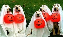 万圣节搞笑句子 万圣节逗比说说