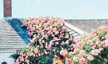 点赞最多的18句经典句子