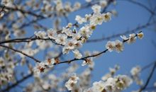 描写腊梅花的优美句子