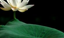 关于莲花的唯美句子