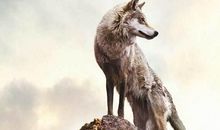 狼性团队口号押韵