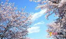 描写樱花树的句子