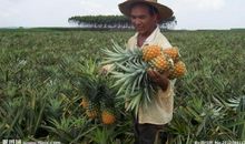 辛苦付出有收获的句子