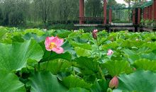 描写夏天景物的句子