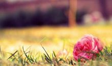 关于落花的唯美句子