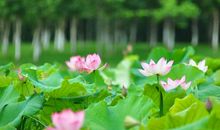 描写夏天花朵的句子