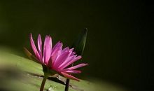 嘴不甜不会说话的说说 形容自己嘴笨的句子