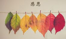 感恩母亲中的好句子