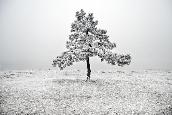 冬天的美丽在于雪