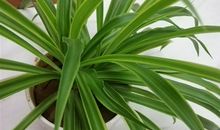 在家拖地的说说怎么写