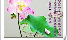 关于赞美荷花的诗句