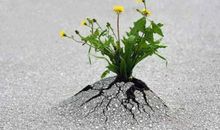 逆境中成长的名言名句大全