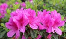 描写杜鹃花的句子