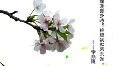 描写樱花的诗句