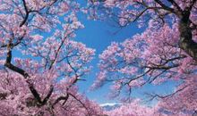 描写樱花飘落的句子