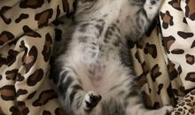 喜欢赖床的的说说