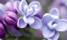 关于丁香花的优美句子