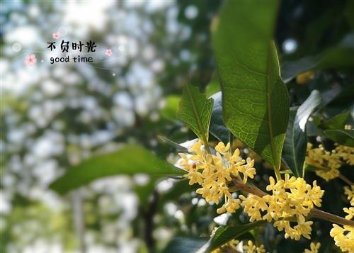 闻桂花