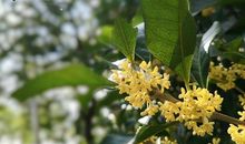 朋友圈发桂花香的说说