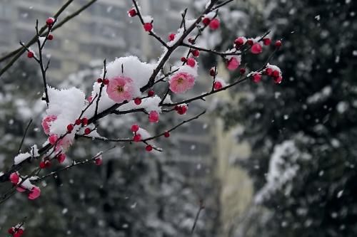 可以看到雪花的幸福和诗人的幸福