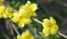 描写迎春花的诗句