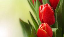 每天短信问候女孩子合适吗