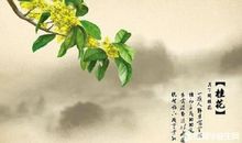 含有桂花的古诗句