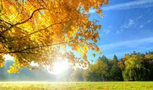 描写秋叶的古诗