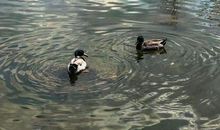 对老人的感恩句子