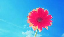 积极向上的短句子：含泪播种的人一定能含笑收获